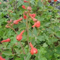 Delphinium nudicaule 'Laurin'